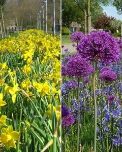 Volendam - 2 phases.jpg